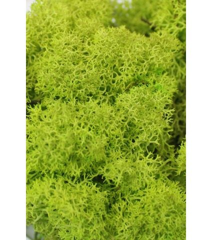 Mousse végétale stabilisée vert pomme