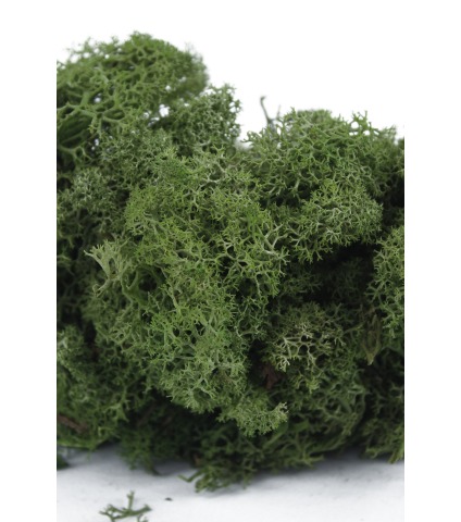 Lichen vert naturel stabilisé