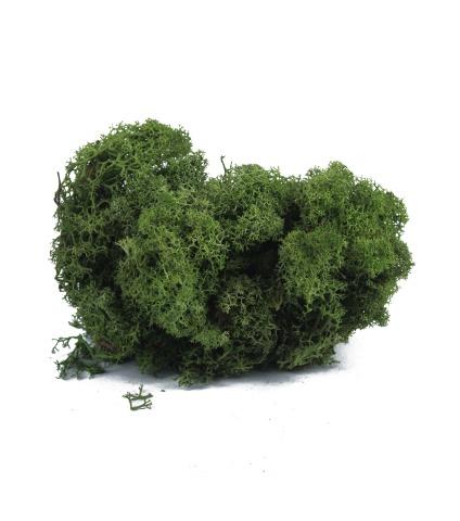 Lichen vert naturel stabilisé