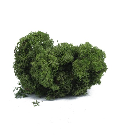 Lichen vert naturel stabilisé