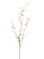 Grande branche de cerisier blanc