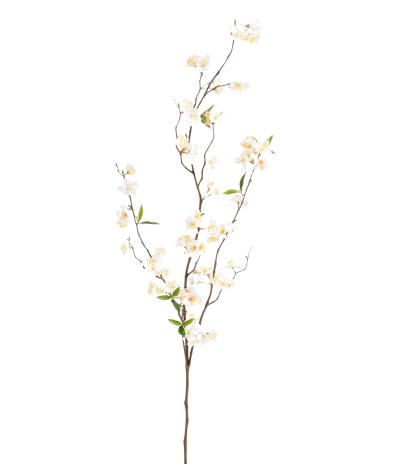 Grande branche de cerisier blanc