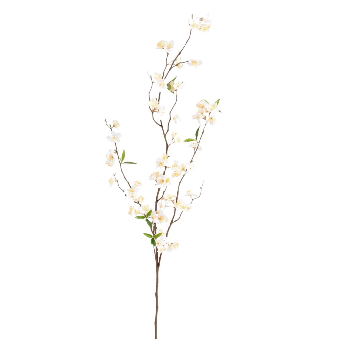 Grande branche de cerisier blanc