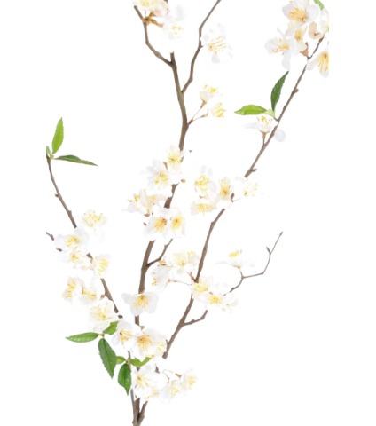 Grande branche de cerisier blanc