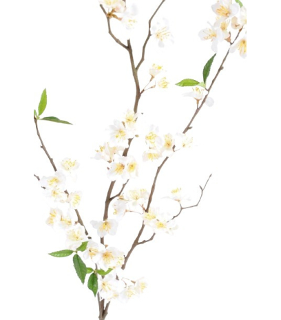 Grande branche de cerisier blanc
