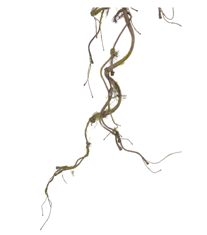 Branche artificielle avec mousse