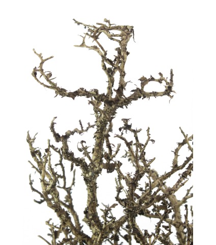 Grande branche tortueuse artificielle