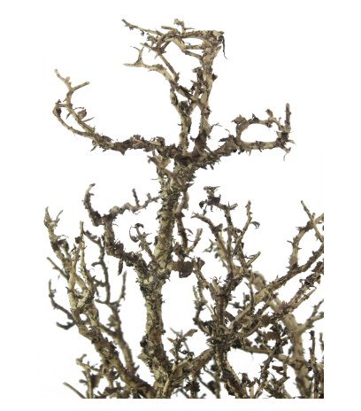 Grande branche tortueuse artificielle