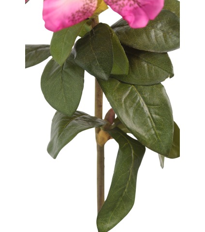 Tige de rhododendron rose fuchsia