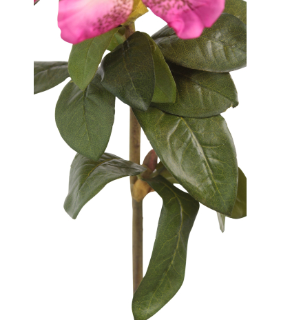 Tige de rhododendron rose fuchsia