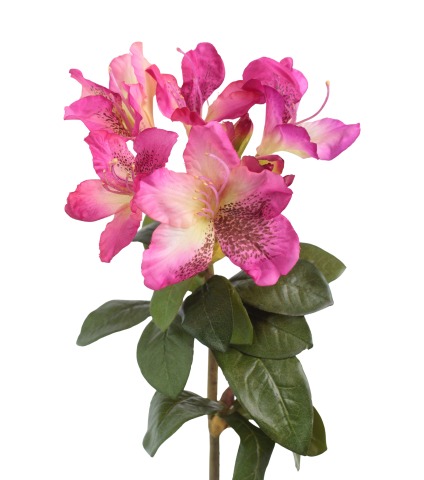 Tige de rhododendron rose fuchsia