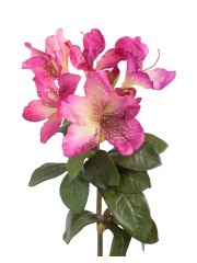 Tige de rhododendron rose fuchsia