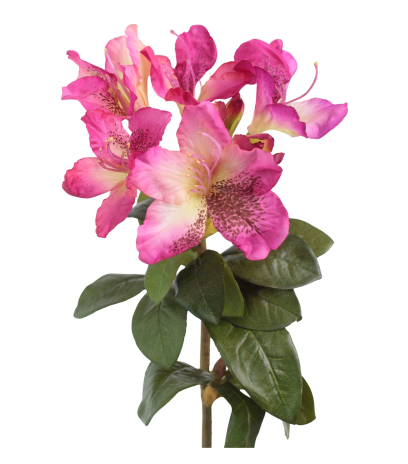 Tige de rhododendron rose fuchsia
