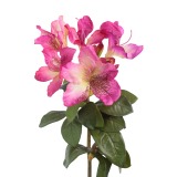 Tige de rhododendron rose fuchsia