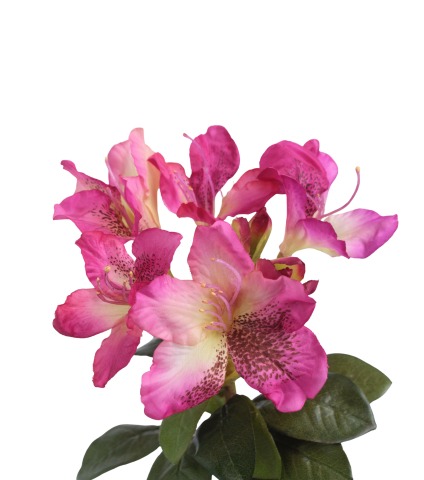 Tige de rhododendron rose fuchsia