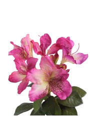 Tige de rhododendron rose fuchsia