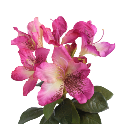 Tige de rhododendron rose fuchsia
