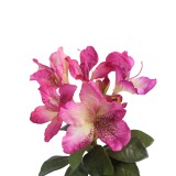 Tige de rhododendron rose fuchsia