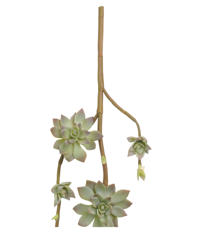 Branche de succulente artificielle