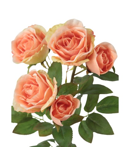 Branchette de roses Colibri