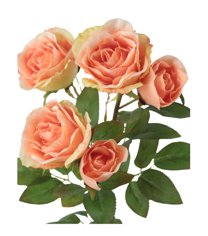 Branchette de roses Colibri
