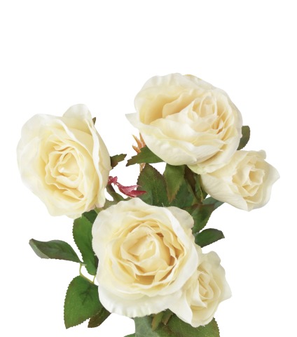 Branchette de roses Winchester