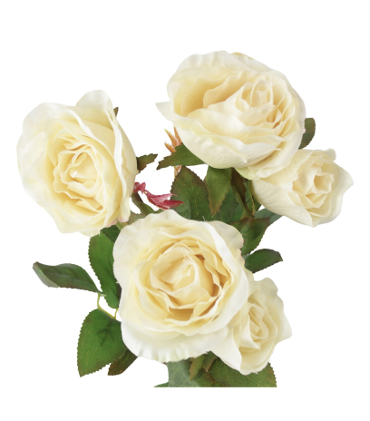 Branchette de roses Winchester