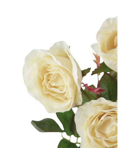 Branchette de roses Winchester