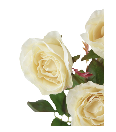 Branchette de roses Winchester