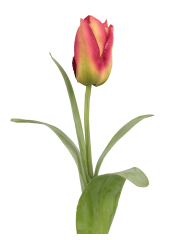 Tulipe Happy artificielle