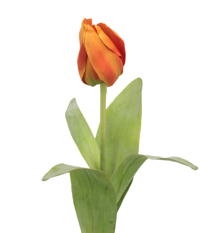 Tulipe Obelia artificielle