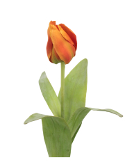 Tulipe Obelia artificielle