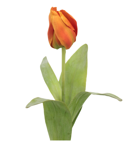Tulipe Obelia artificielle