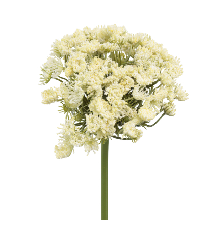 Grand daucus artificiel blanc