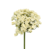 Grand daucus artificiel blanc