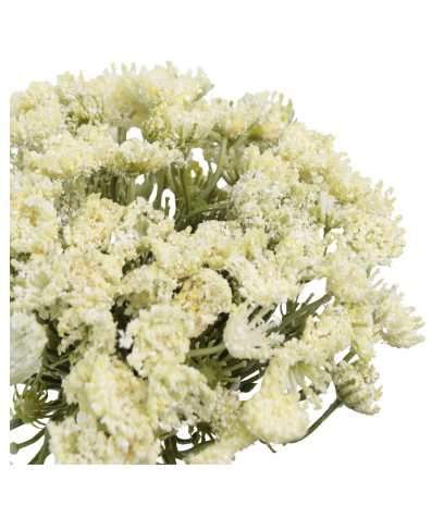 Grand daucus artificiel blanc
