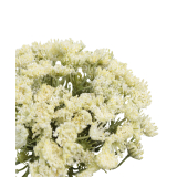 Grand daucus artificiel blanc