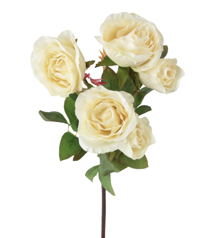 Branchette de roses Winchester