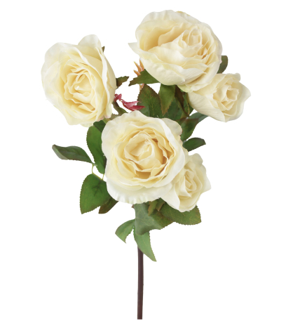 Branchette de roses Winchester