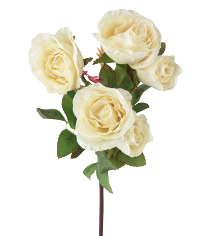 Branchette de roses Winchester