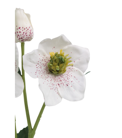 Hellébore artificielle