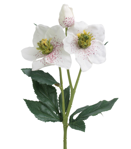 Hellébore artificielle