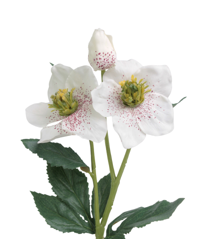 Hellébore artificielle