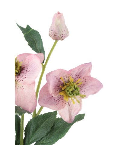 Hellébore rose artificielle