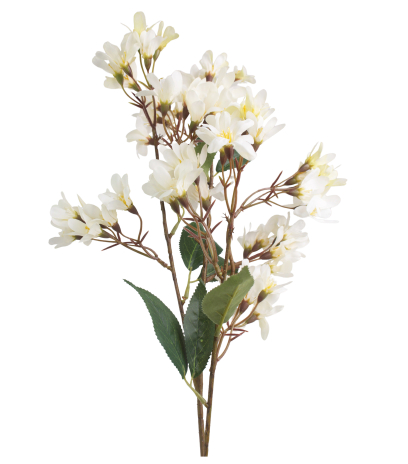 Hohéria blanche artificielle