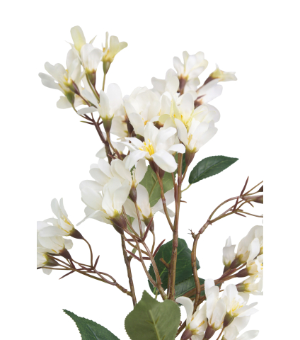 Hohéria blanche artificielle