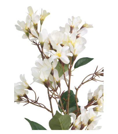 Hohéria blanche artificielle