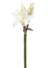 Amaryllis belladonna artificielle