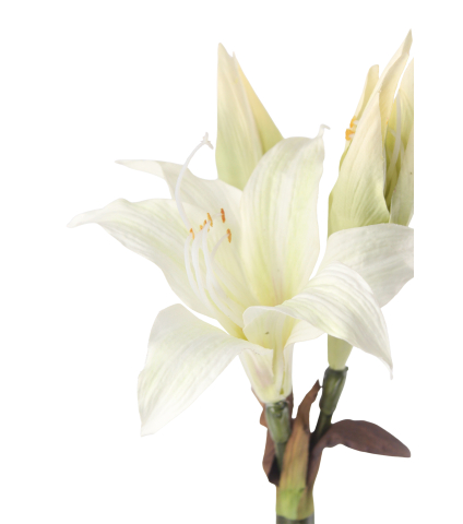 Amaryllis belladonna artificielle