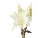 Amaryllis belladonna artificielle